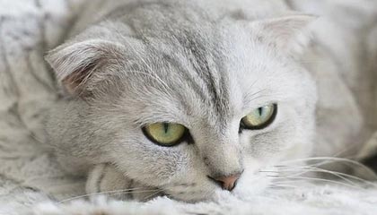 九游娱乐-赛季MVP竞争白热化，多位候选人状态出众，这赛季mvp